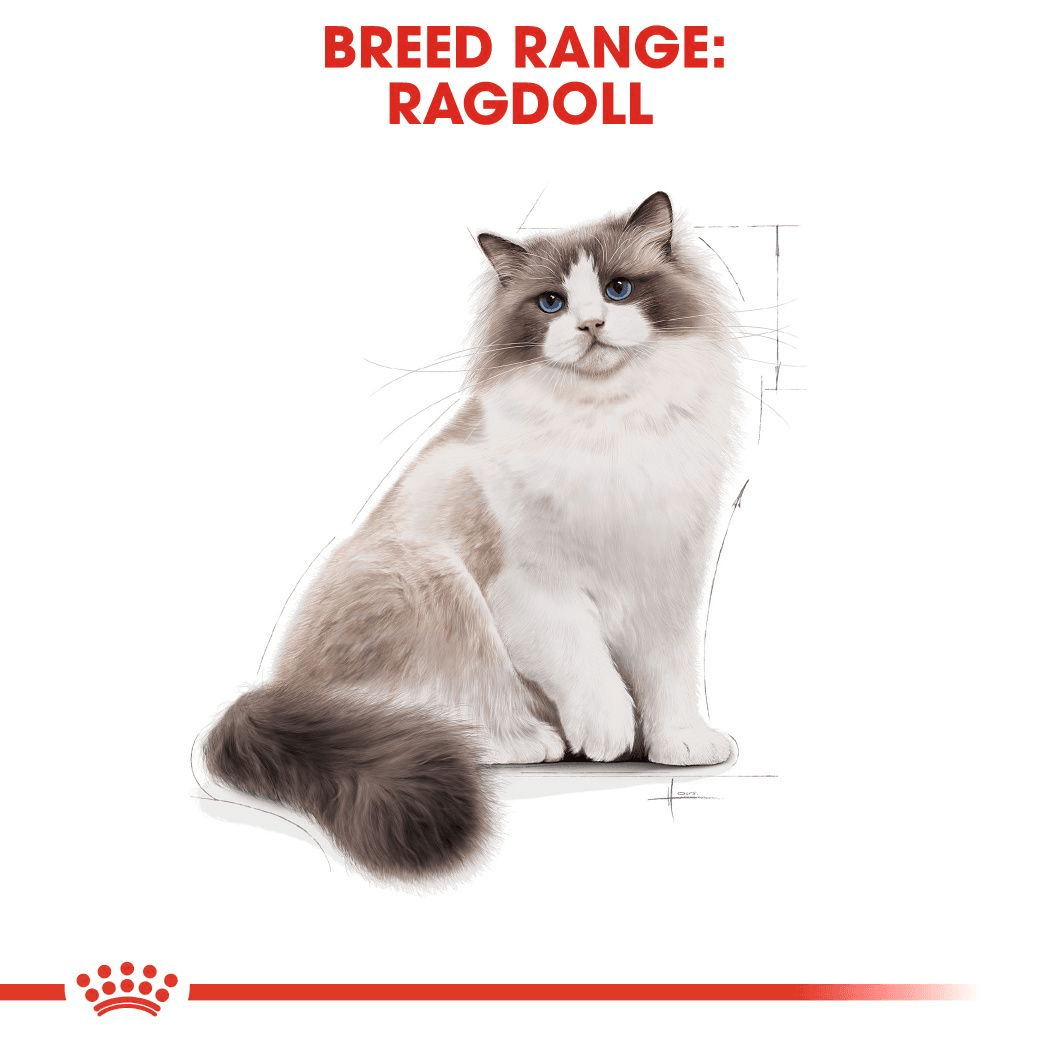 Royal Canin Ragdoll Adult Torrfoder för Katt 2 kg - produktbild 4