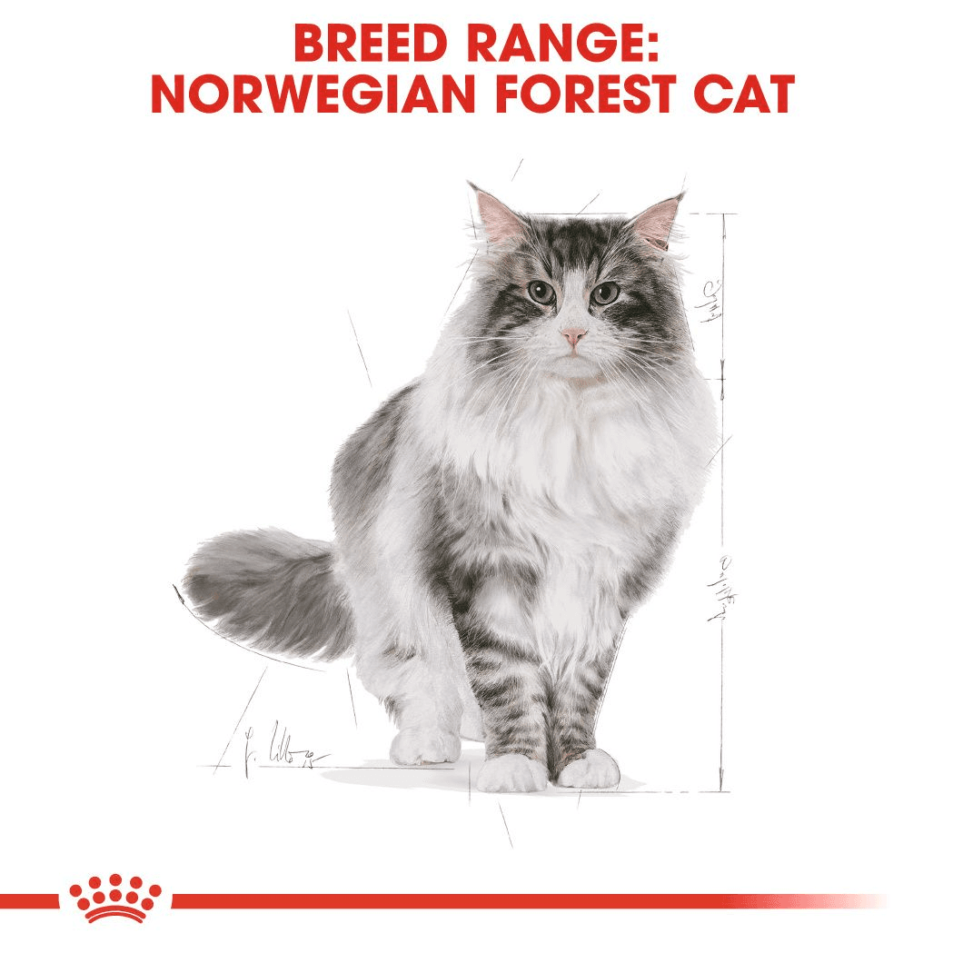 Royal Canin Norwegian Forest Cat Adult Torrfoder för Katt 10 kg - produktbild 4