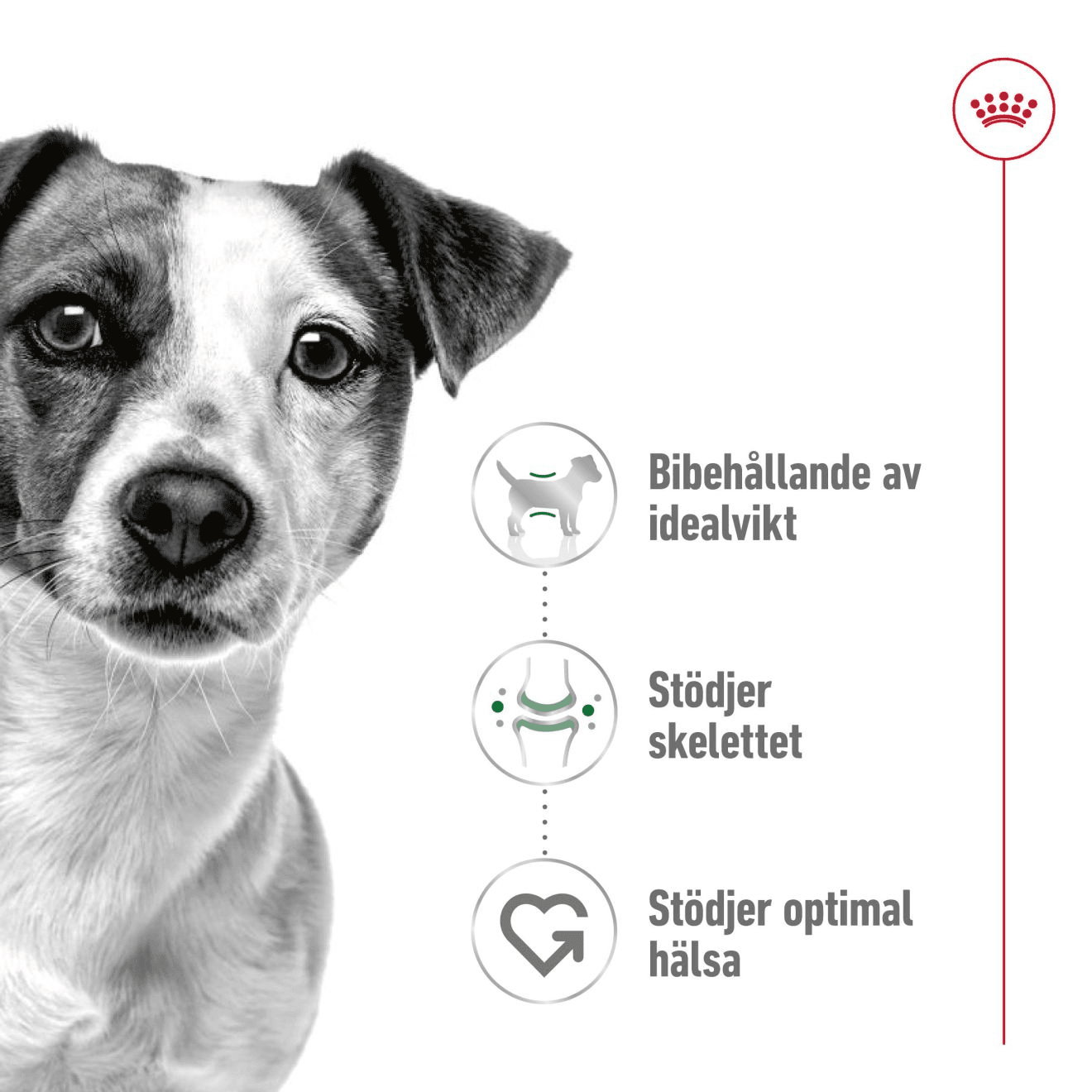 Royal Canin Mini Adult Torrfoder för Hund 8 kg - produktbild 4