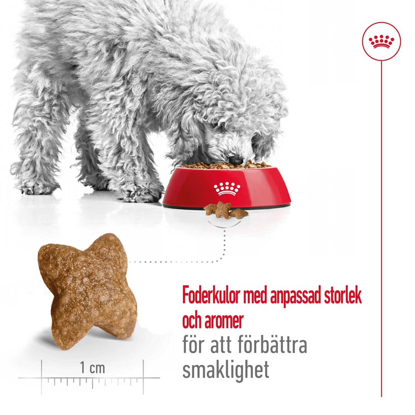 Royal Canin Mini Adult Torrfoder för Hund 2 kg - produktbild 5