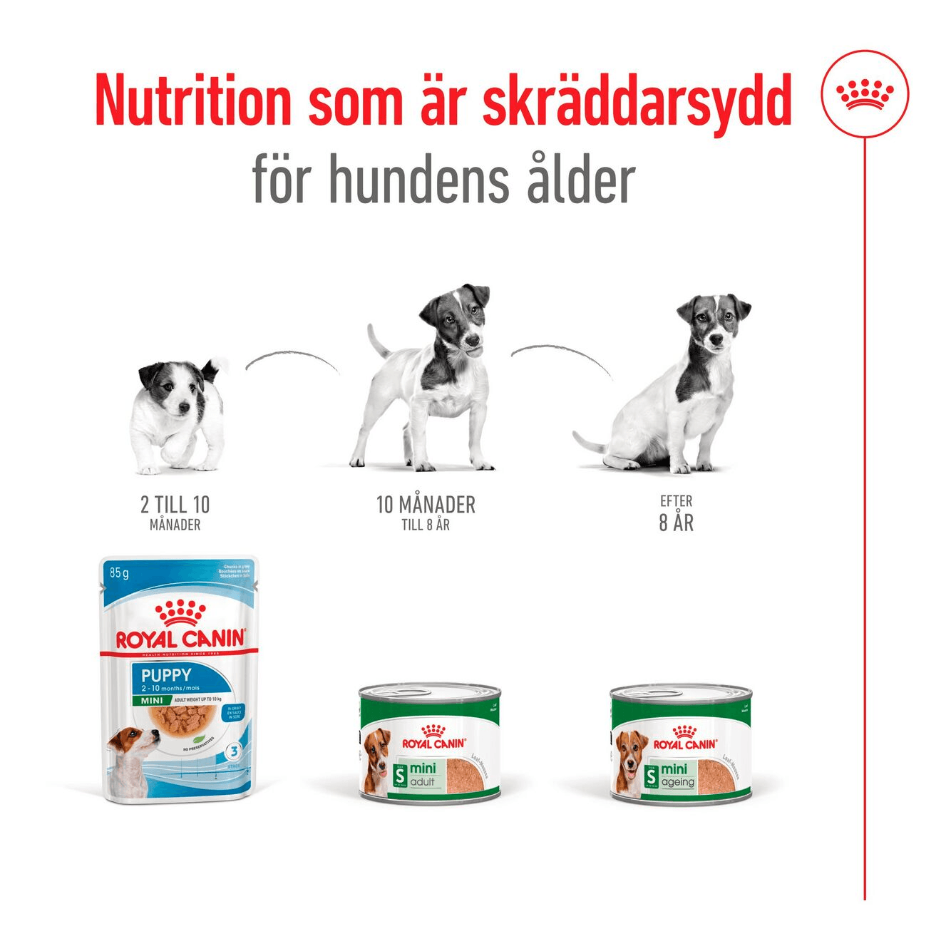 Royal Canin Mini Adult Loaf Våtfoder för Hund 2,34 kg - produktbild 3