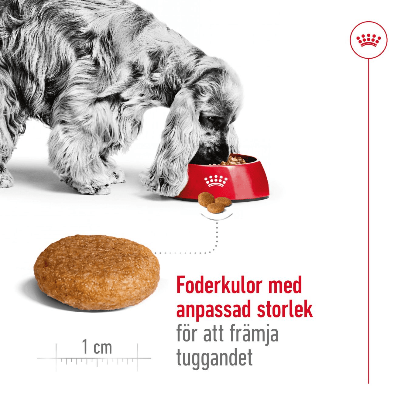 Royal Canin Medium Adult Torrfoder för Hund 4 kg - produktbild 5