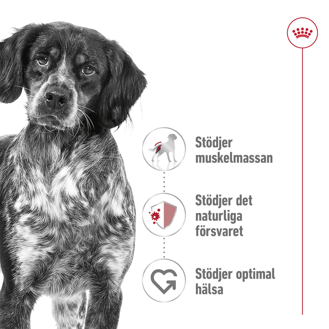 Royal Canin Medium Adult Torrfoder för Hund 10 kg - produktbild 4