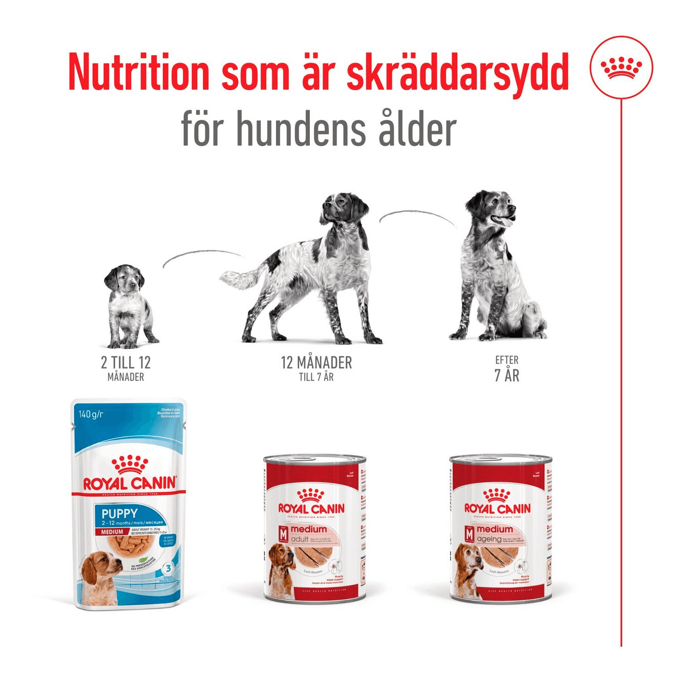 Royal Canin Medium Adult Loaf Våtfoder för Hund 4,92 kg - produktbild 4