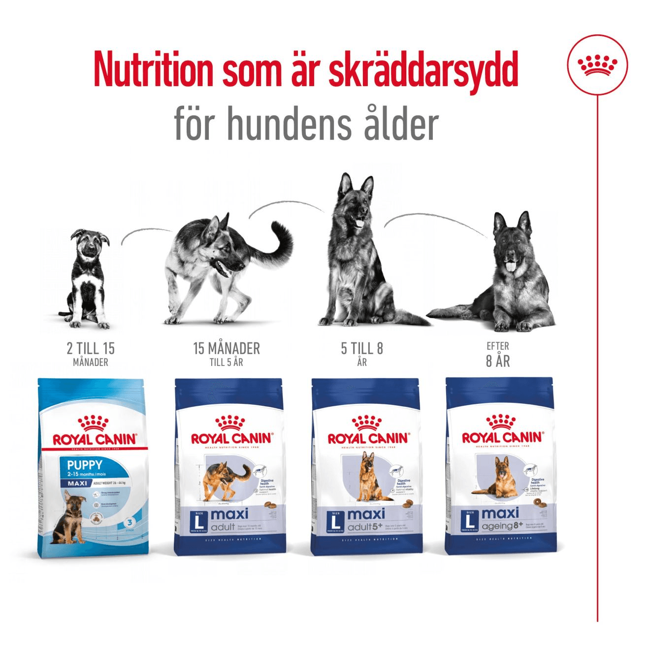 Royal Canin Maxi Adult 5+ Torrfoder för Hund 15 kg - produktbild 5