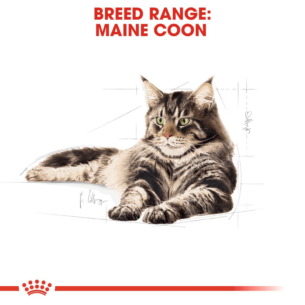 Royal Canin Maine Coon Adult Torrfoder för Katt 2 kg - produktbild 4