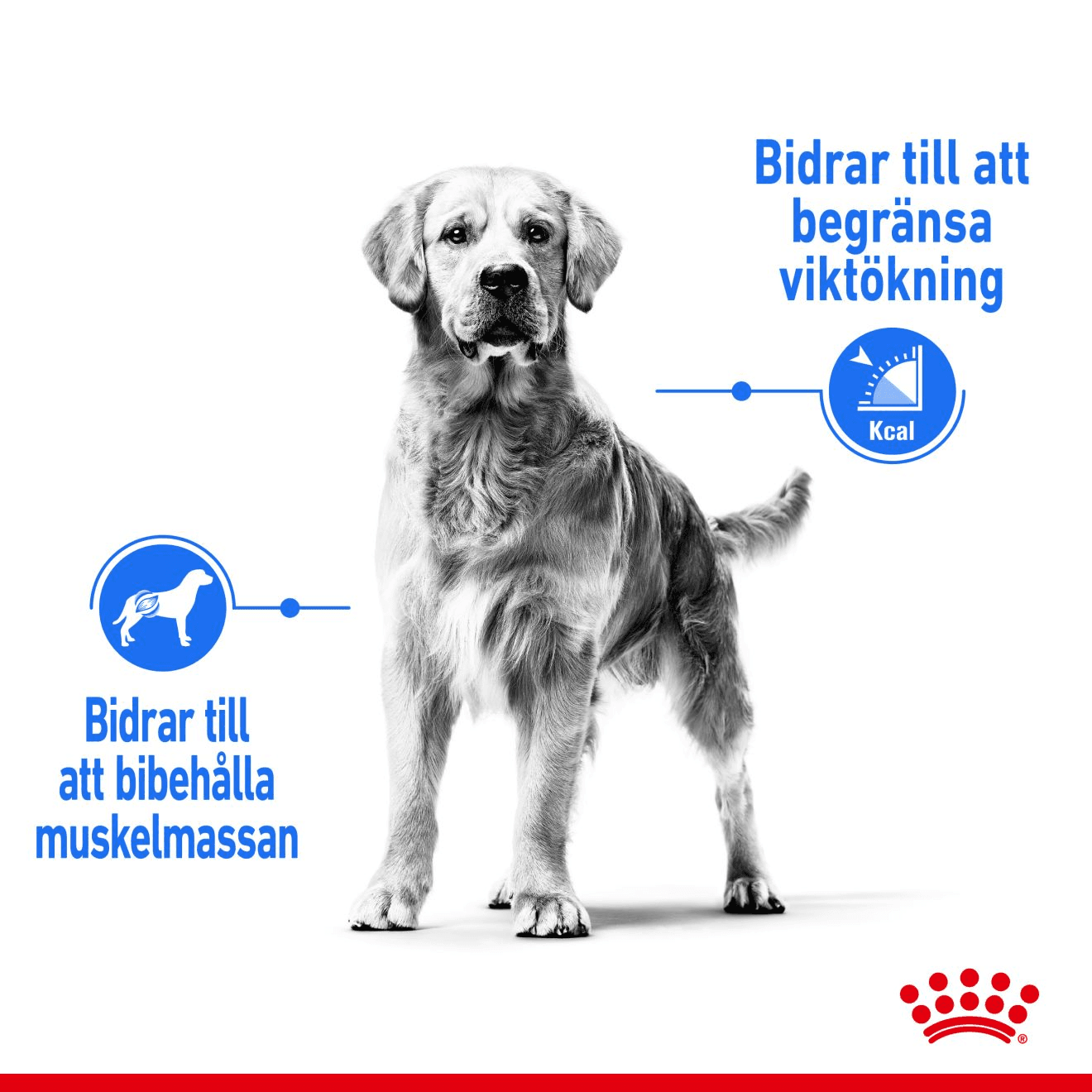 Royal Canin Light Weight Care Maxi Adult Torrfoder för Hund 12 kg - produktbild 5