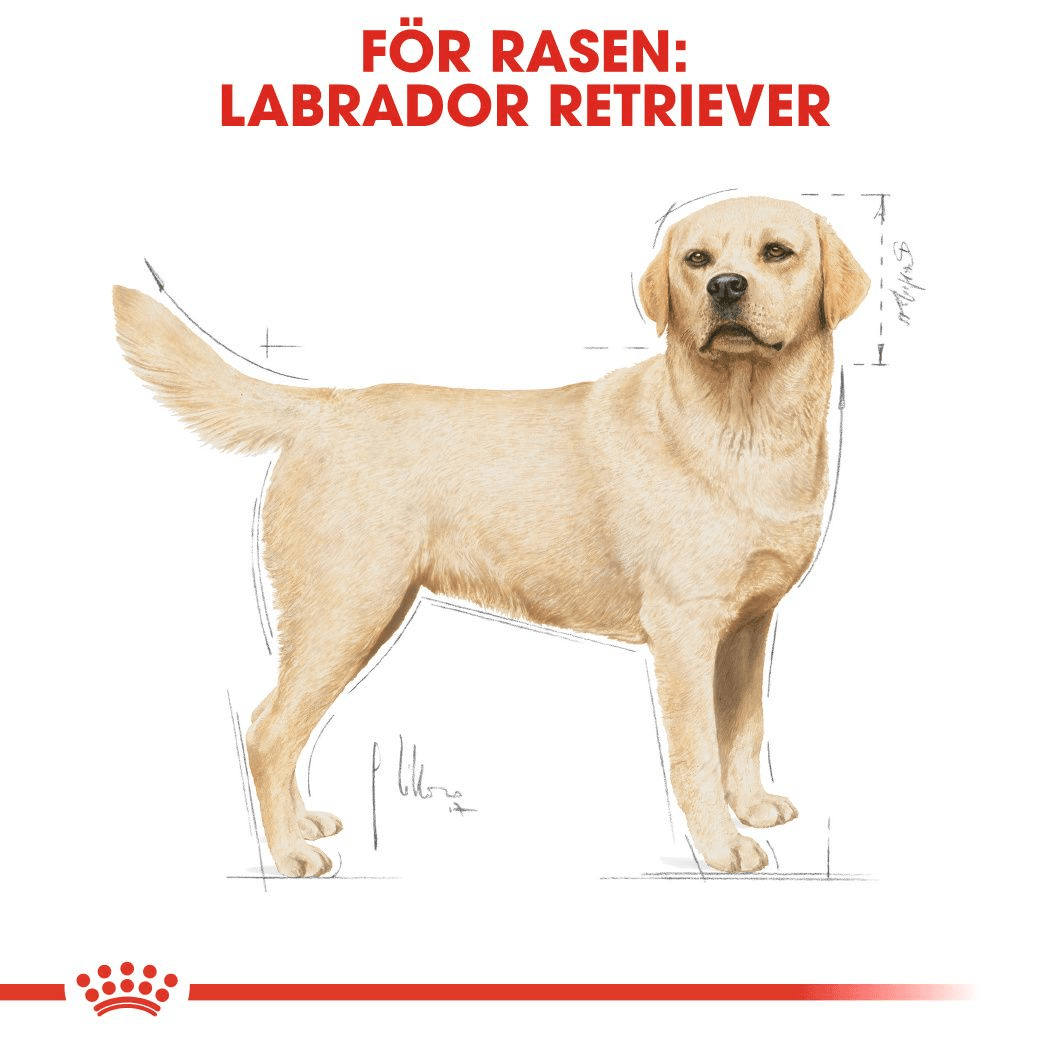 Royal Canin Labrador Retriever Adult Torrfoder för Hund 12 kg - produktbild 4
