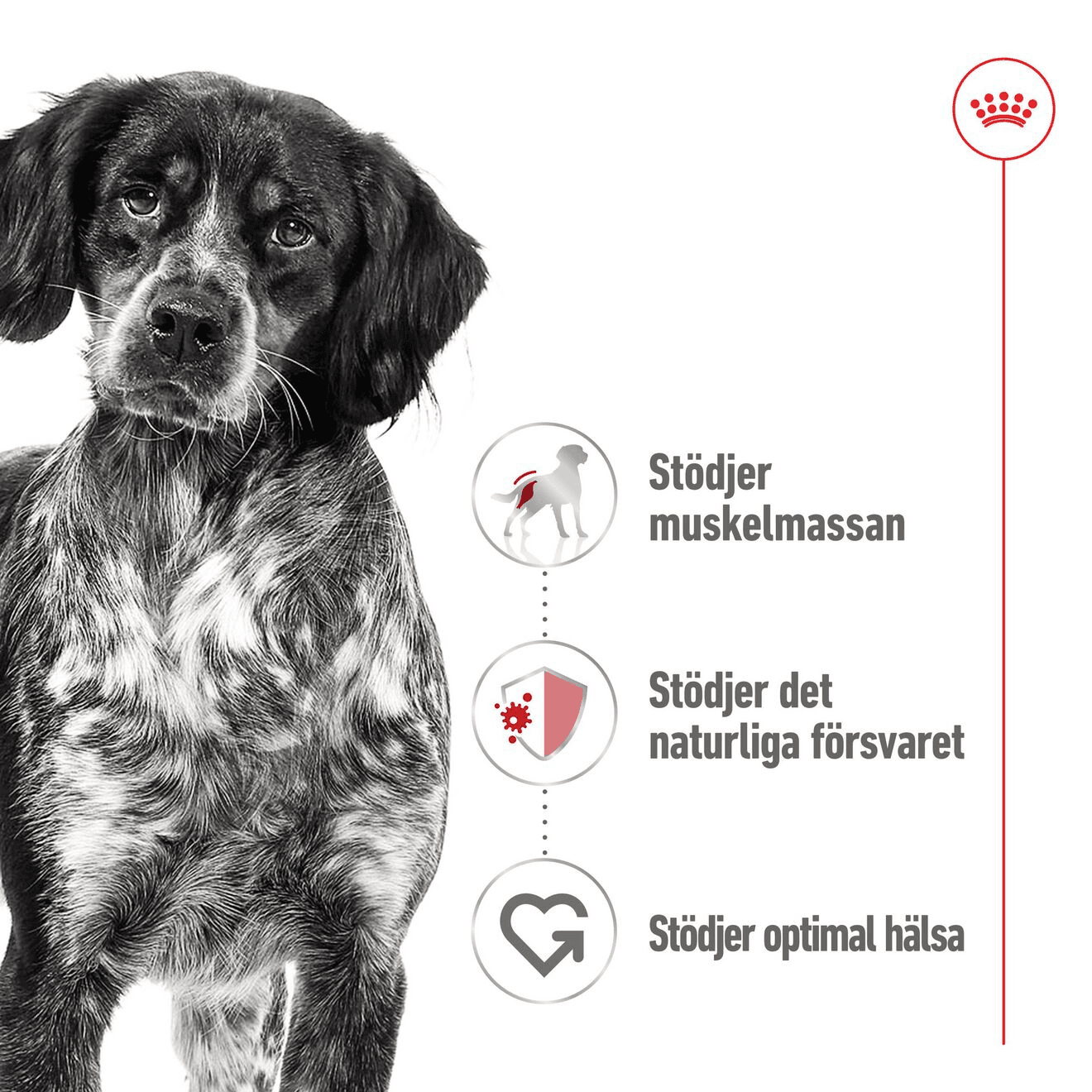 Royal Canin Medium Adult Gravy Våtfoder för Hund 1,4 kg 4