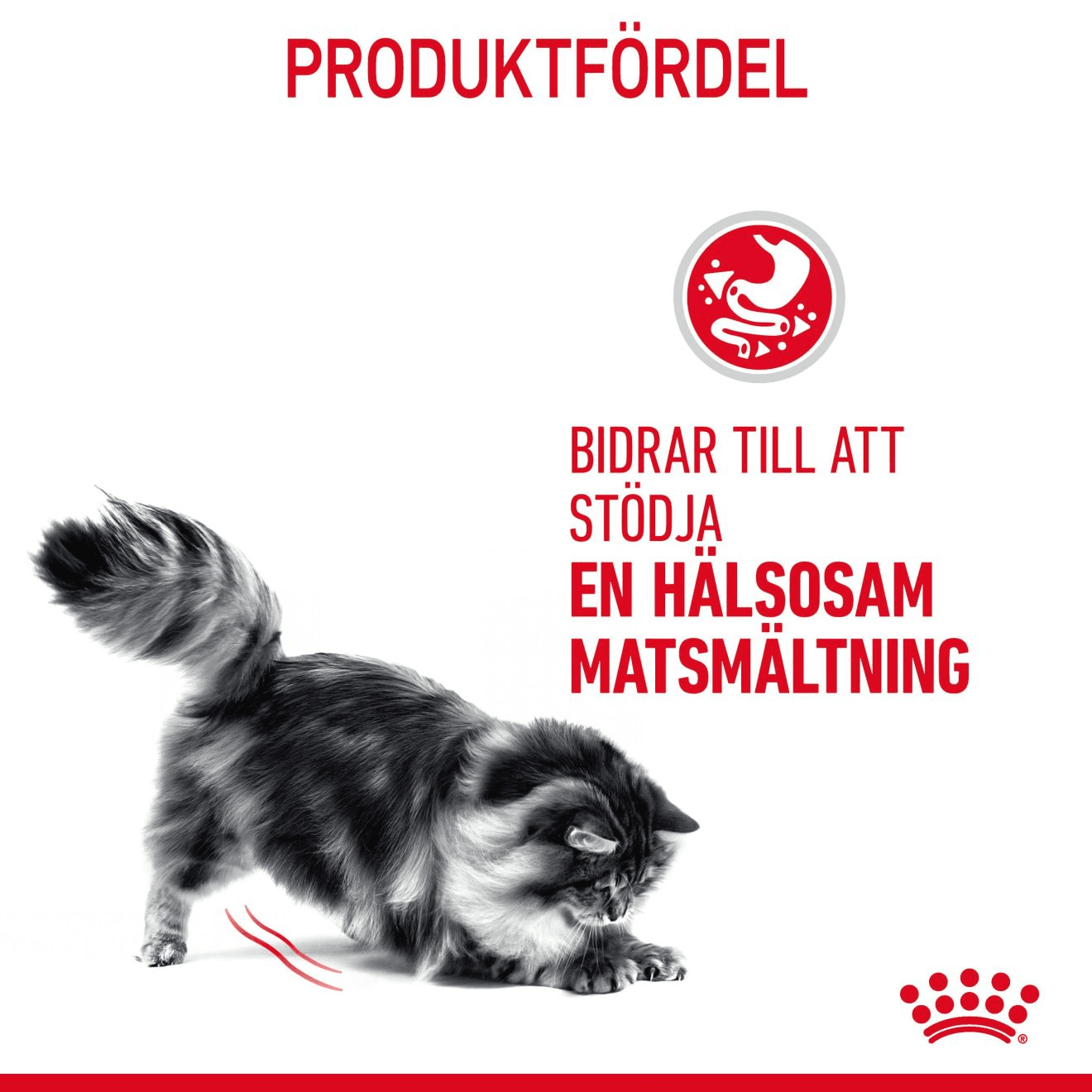 Royal Canin Digestive Care Adult Torrfoder för Katt 4 kg - produktbild 5
