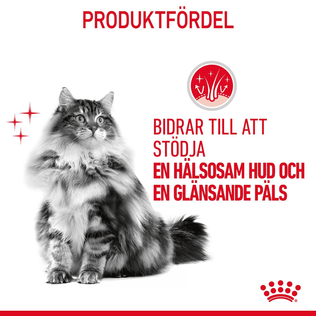 Royal Canin Hair & Skin Care Adult Torrfoder för Katt 4 kg - produktbild 4
