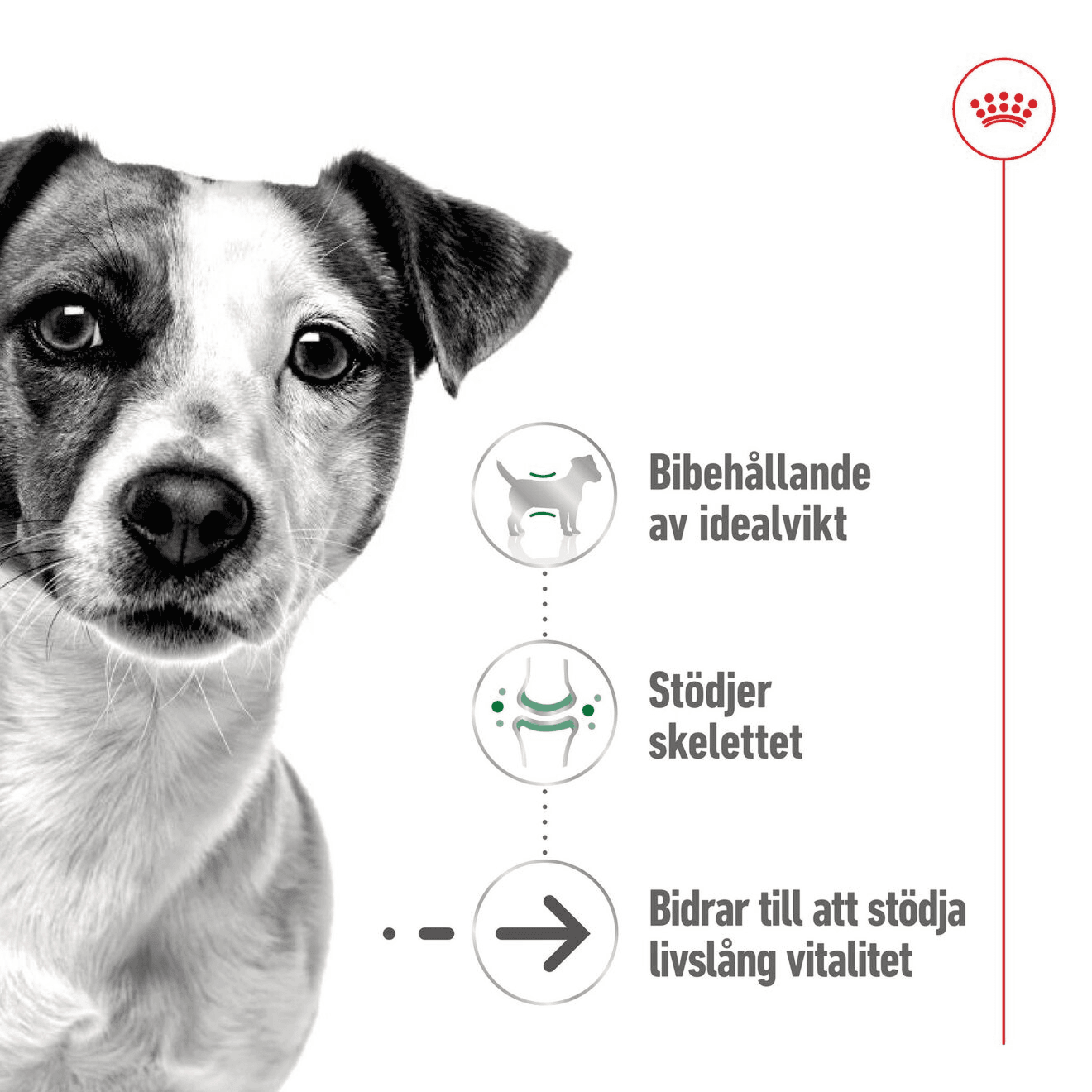 Royal Canin Mini Ageing Loaf Våtfoder för Hund 2,34 kg - produktbild 4