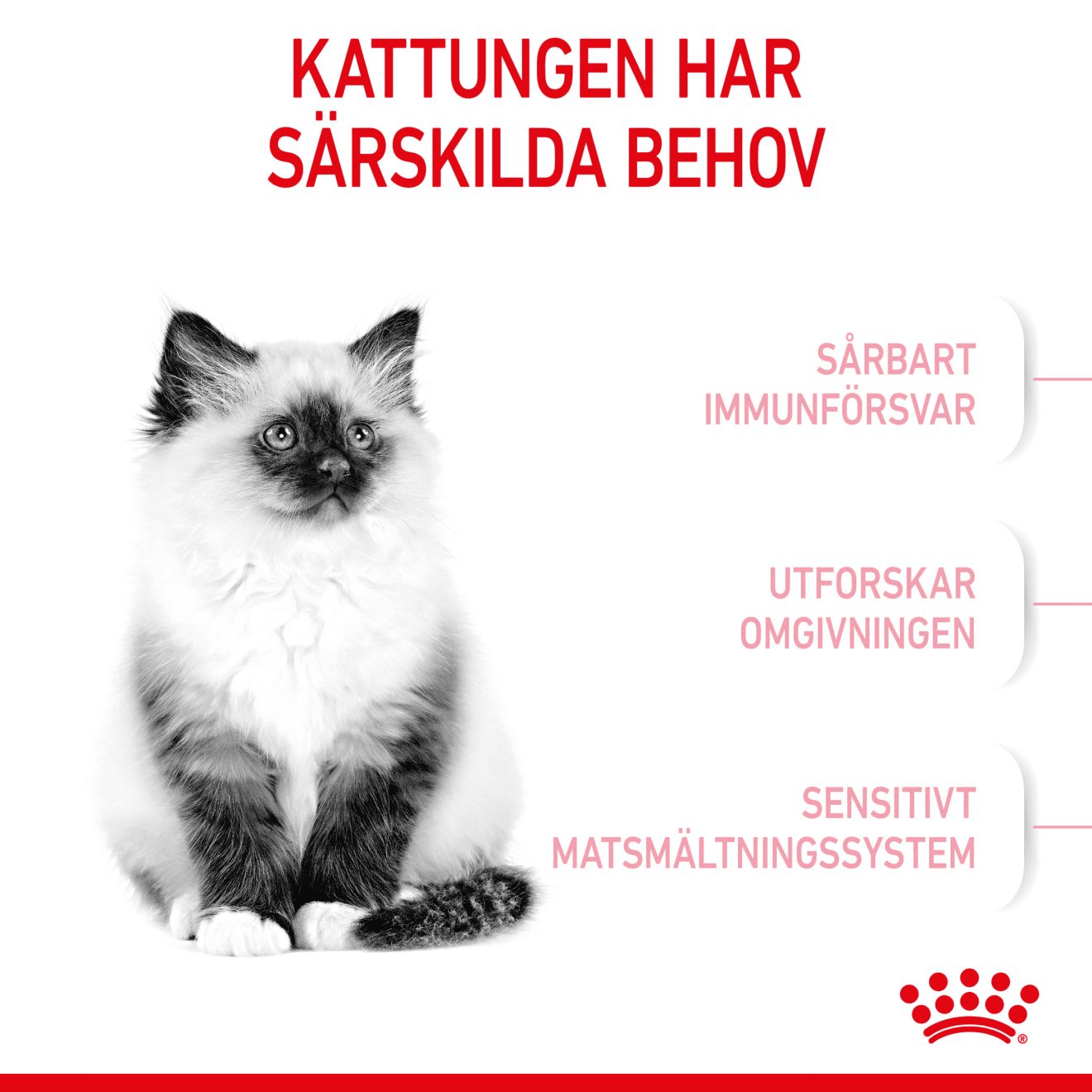 Royal Canin Kitten Torrfoder för Kattunge 4 kg - produktbild 3