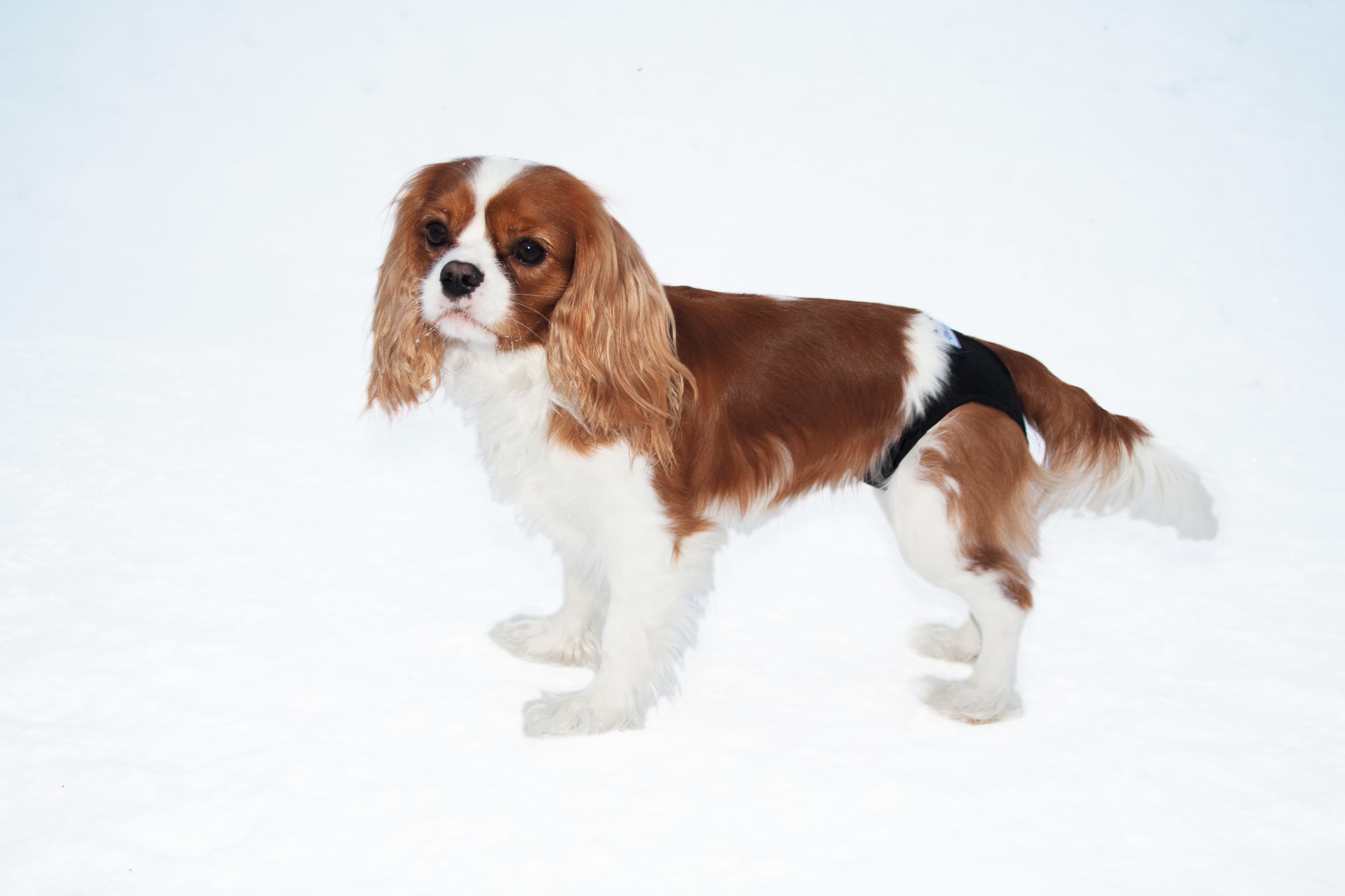 Trixie Tikskydd Svart 45 cm - produktbild 3
