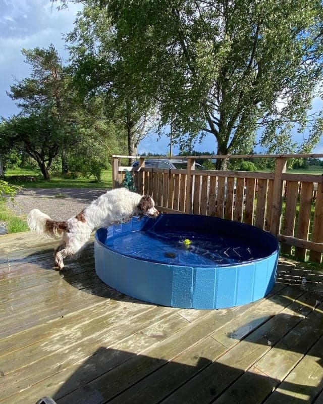 Dogman Hundpool 80 cm - produktbild 3