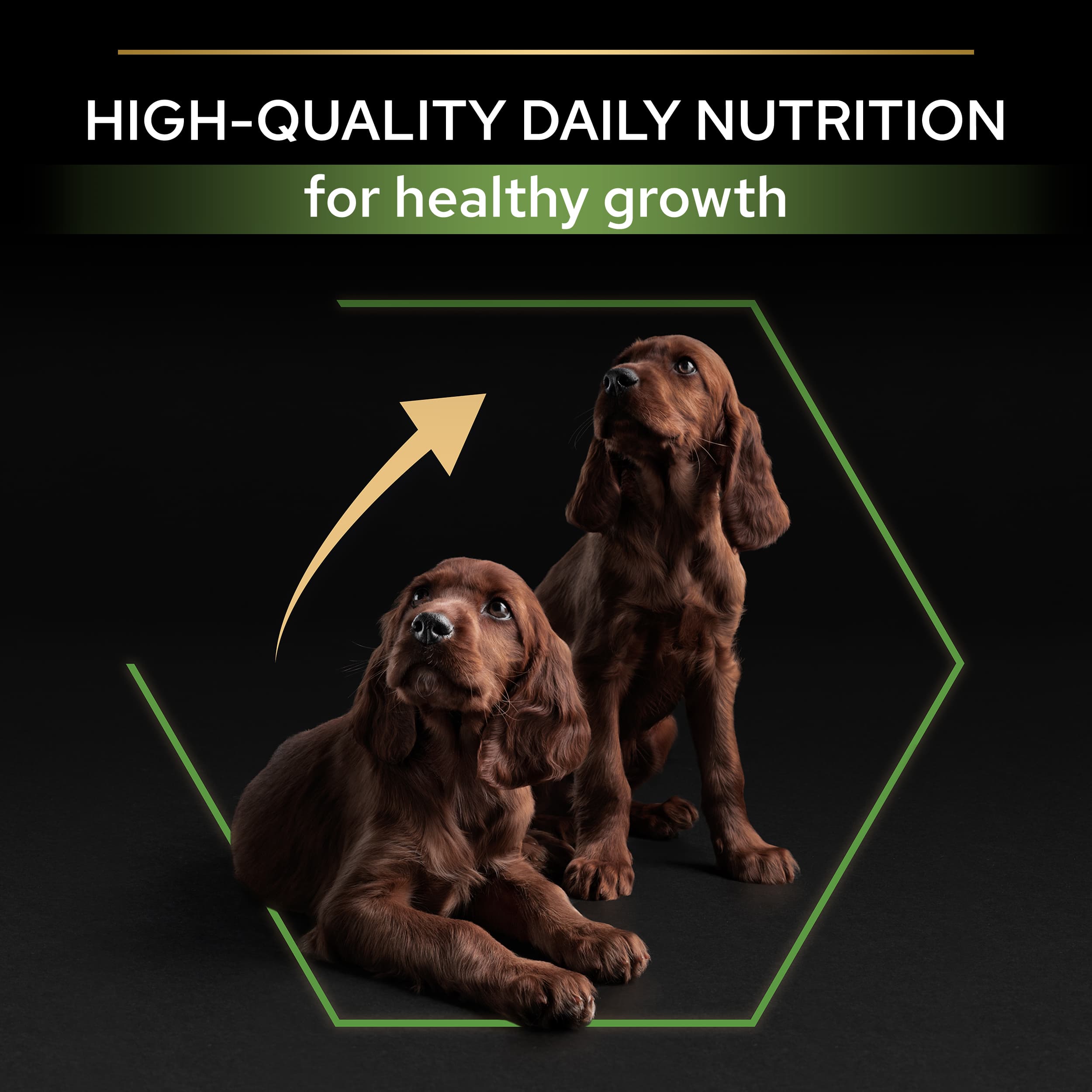 Purina Pro Plan Small & Mini Puppy Rikt på Kyckling 7 kg 2